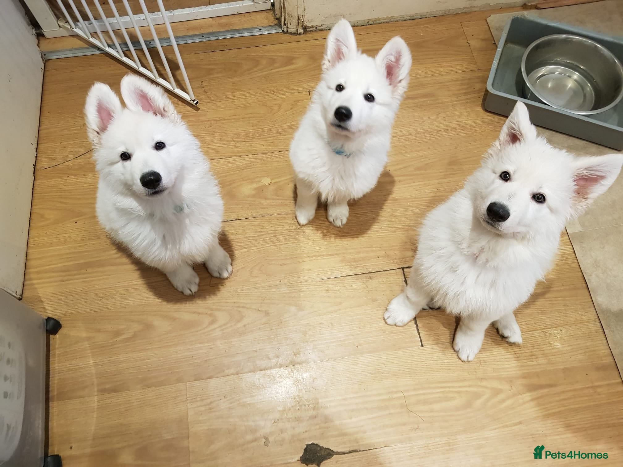 White Swiss Shepherd dogs Beautiful white Swiss shepherd  - Advert 2