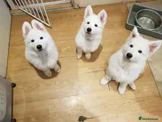 White Swiss Shepherd dogs Beautiful white Swiss shepherd - Advert 2