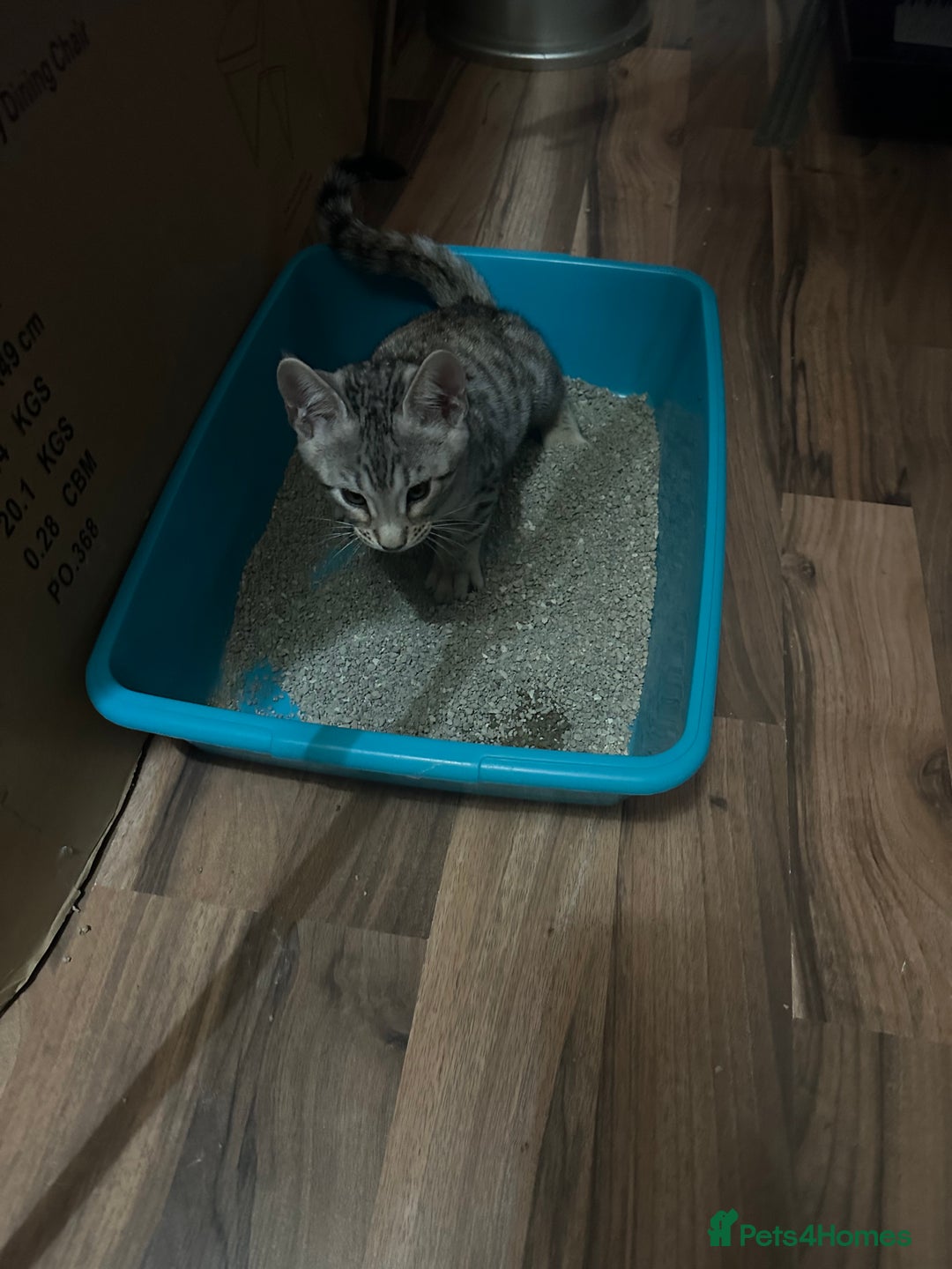 Mixed Breed cats for sale: Crossed BENGALS  - Image 12