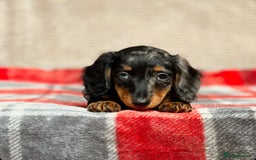 Miniature Dachshund dogs for sale: STUNNING CHOCOLATE LONG HAIRED BOYS - Image 11