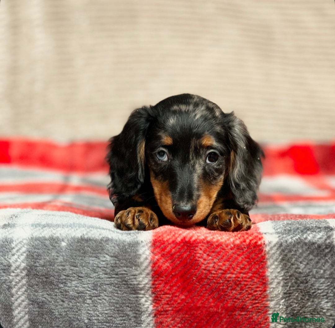 Miniature Dachshund dogs for sale: STUNNING CHOCOLATE LONG HAIRED BOYS - Image 11