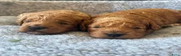 Cockapoo dogs for sale: Adorable Fox Red Cockapoo Pups Ready 17th October - Advert 15