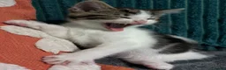 Mixed Breed cats for sale: Boy kitten - Advert 5