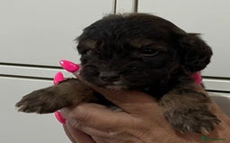 Cockapoo dogs for sale: Cocapoo - Image 14