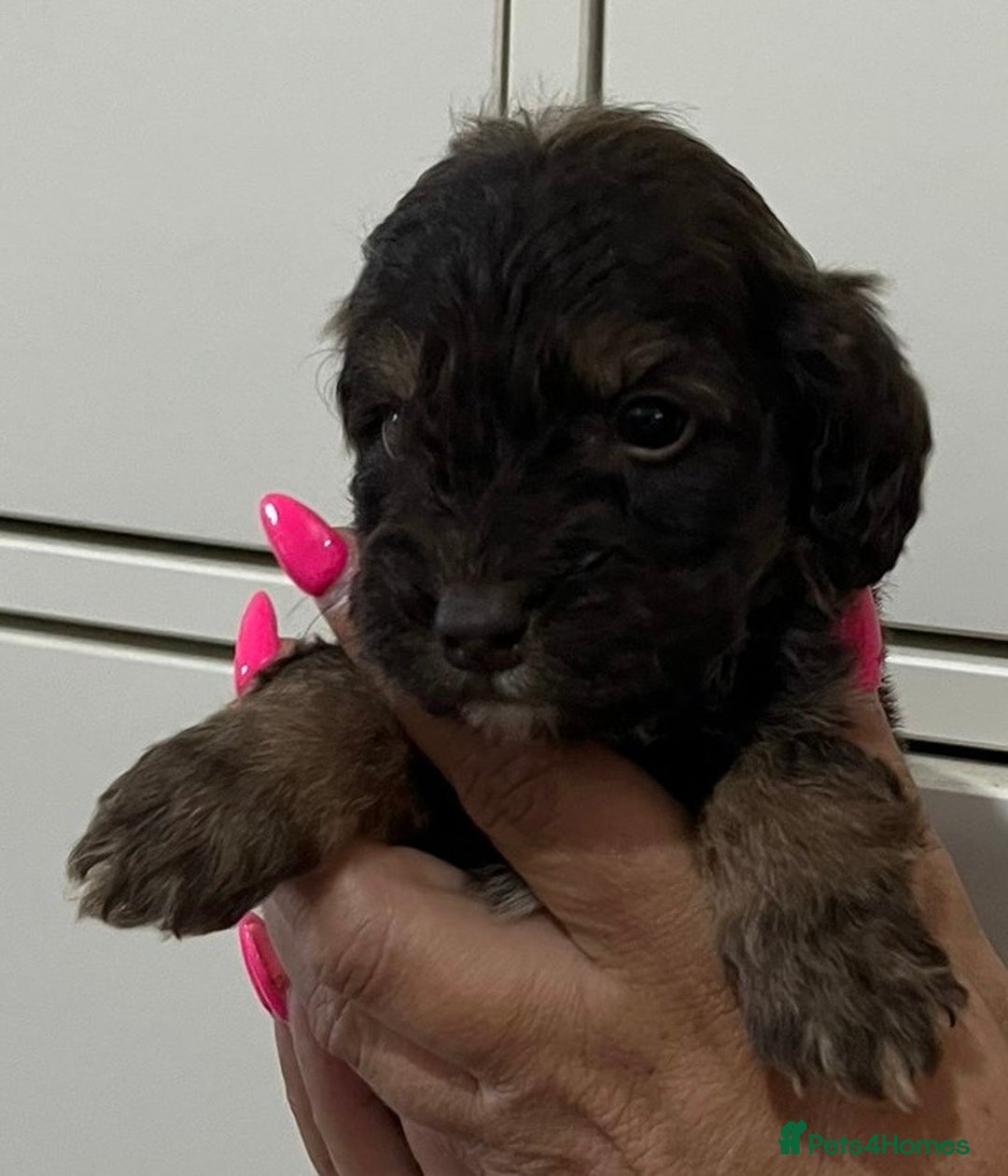 Cockapoo dogs for sale: Cocapoo - Image 14