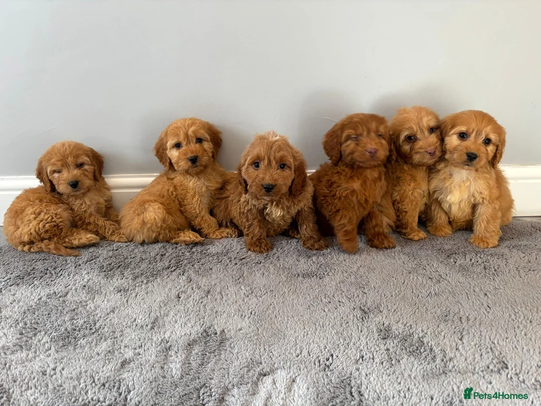 Cockapoo dogs for sale: Cockapoo puppies ready now  - Advert 9