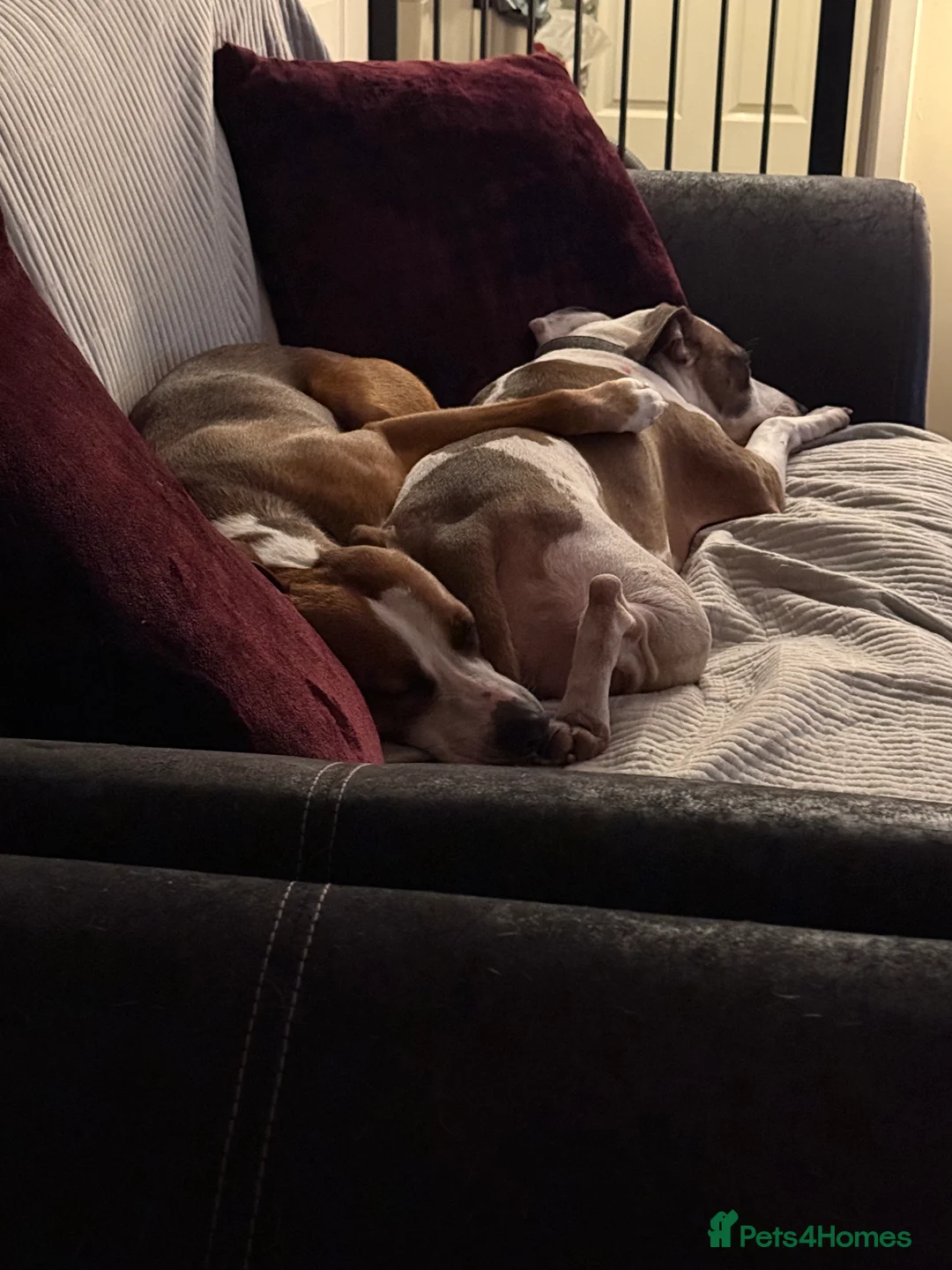Mixed Breed dogs for sale: Male dog - Advert 5