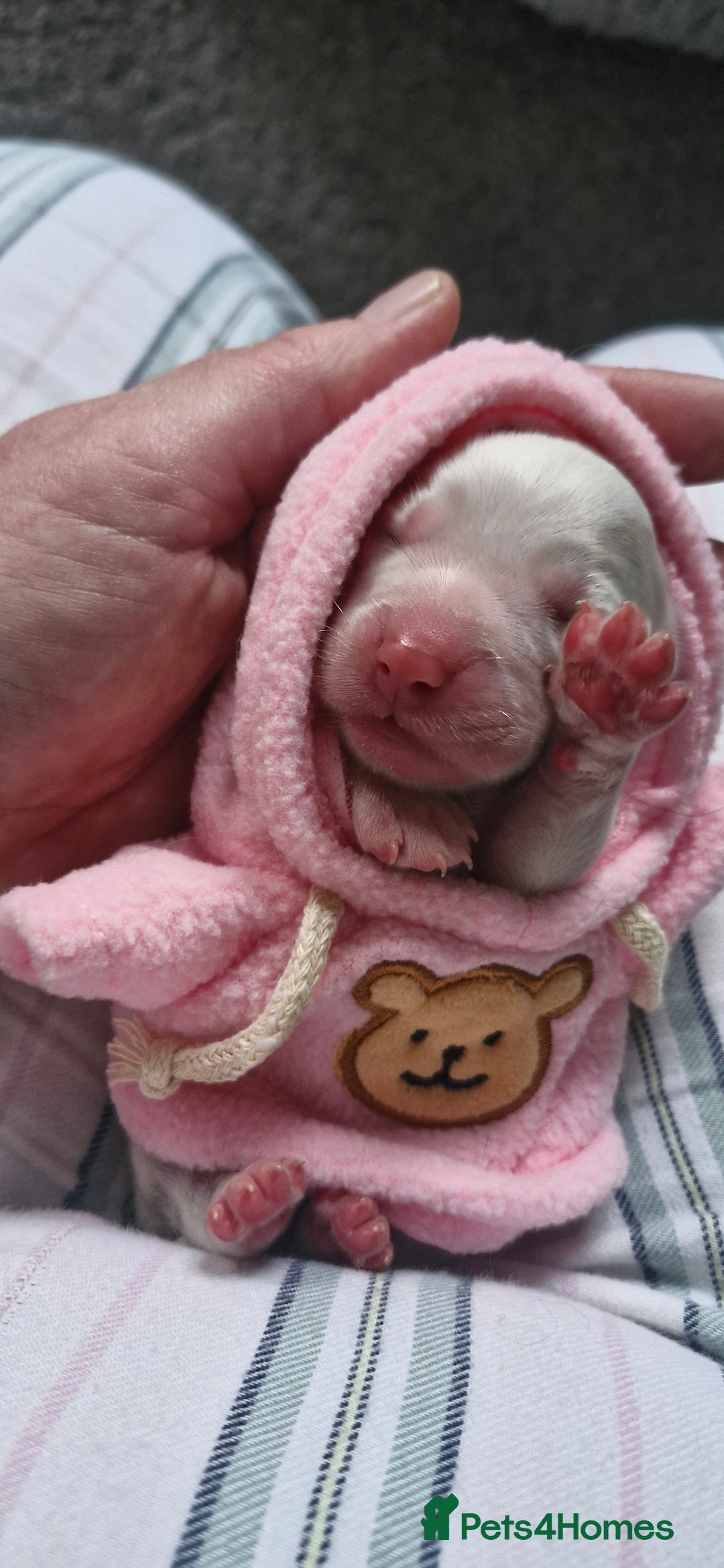 Mixed Breed dogs for sale: Stunning cavapoo x cockapoo litter just born! - Advert 3