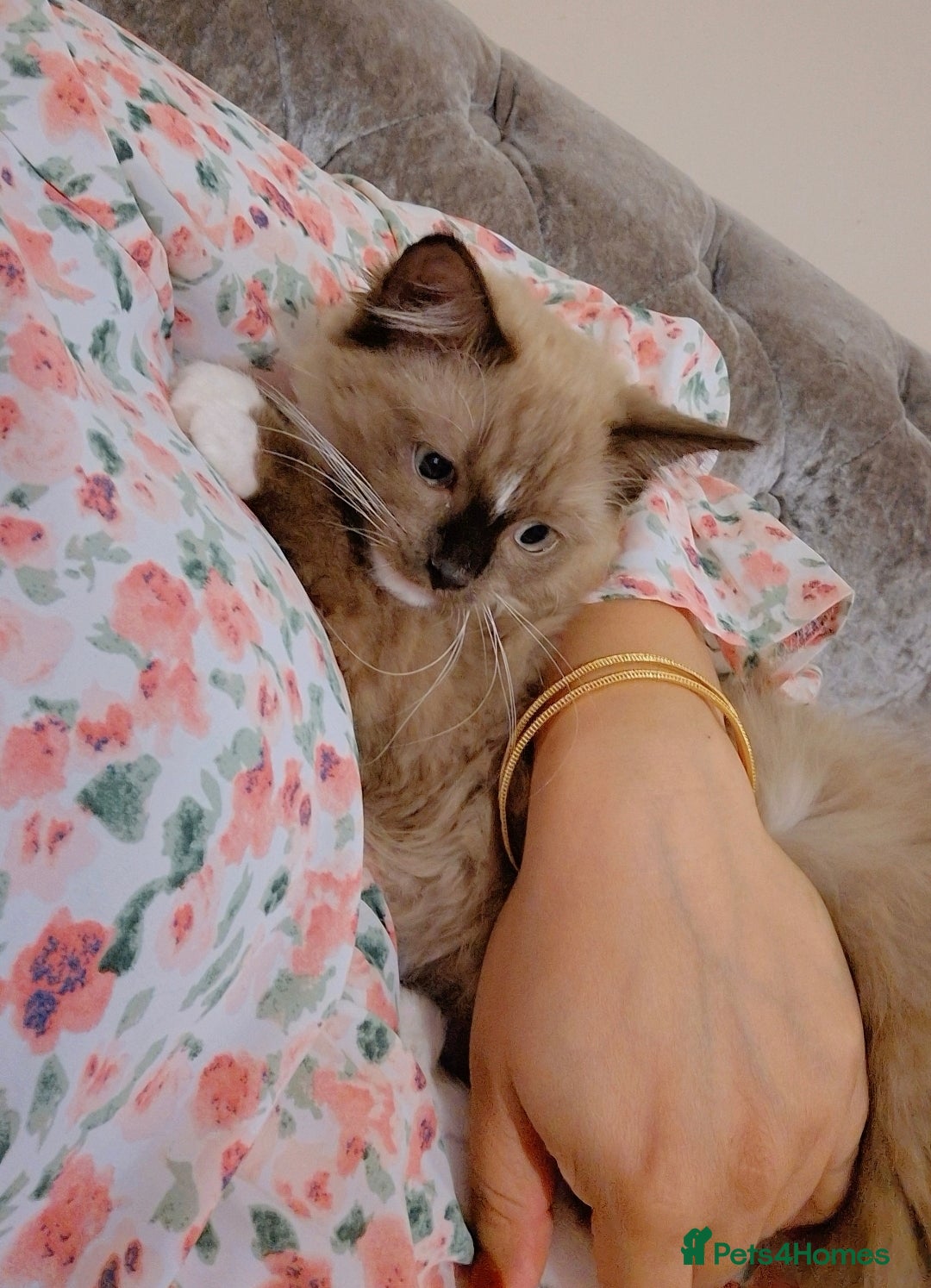 Ragdoll cats Ragdoll female cat - Advert 1