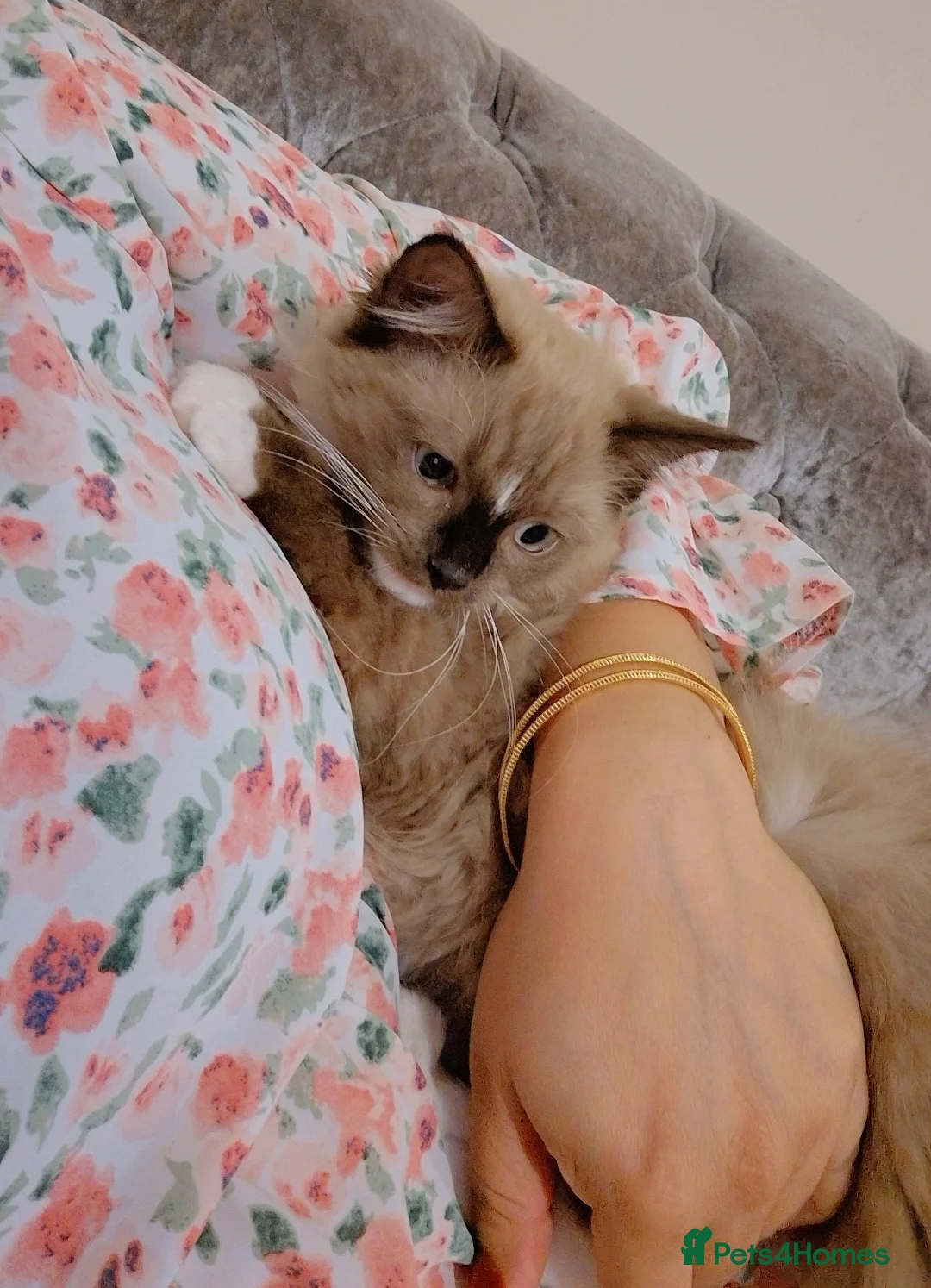 Ragdoll cats for sale: Ragdoll female cat - Advert 1