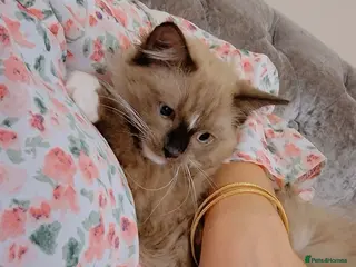 Ragdoll cats Ragdoll female cat - Advert 1