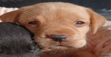 Labrador Retriever dogs - Advert 3