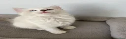 Ragdoll cats for sale: TICA REGISTERED PUREBRED RAGDOLL KITTENS AVAILABLE - Advert 3