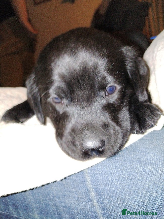 Labrador Retriever dogs Chunky Yellow & Black Labrador Puppies - Advert 2