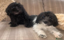Cockapoo dogs for sale: Stunning cockapoos male&female - Image 4