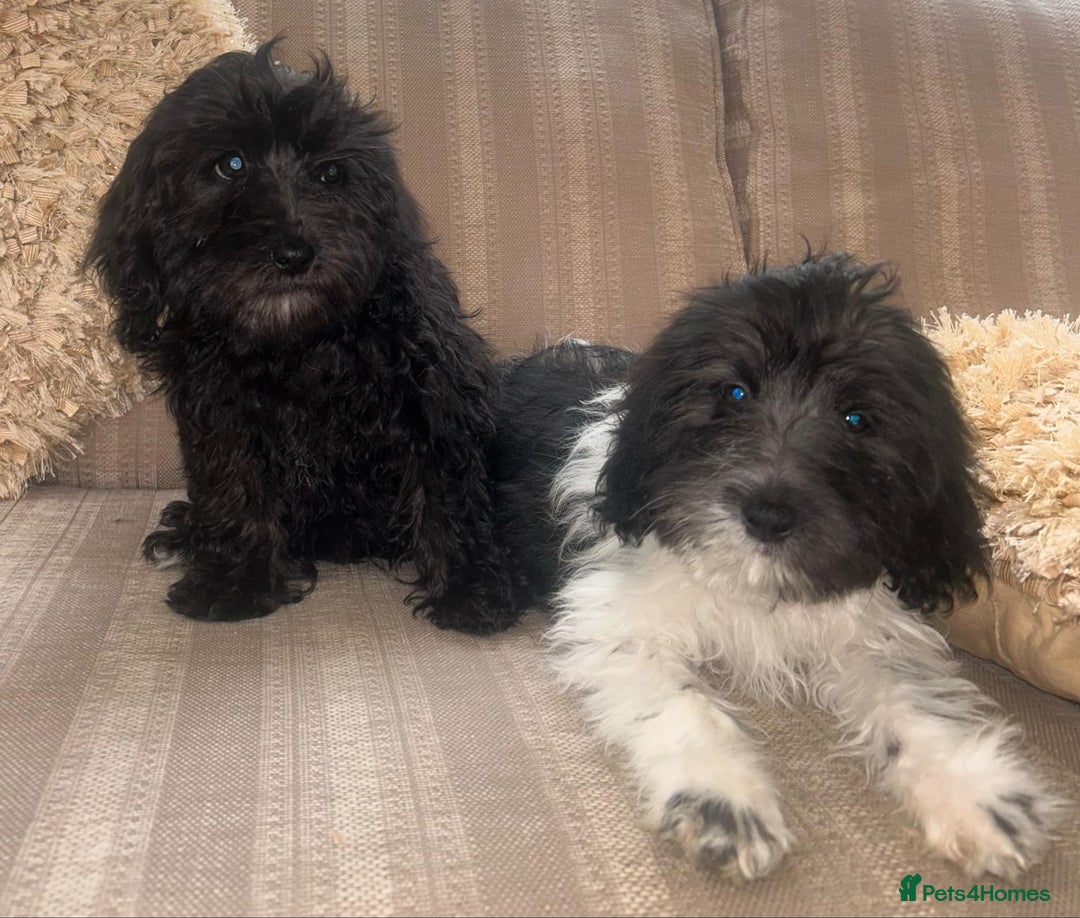 Cockapoo dogs for sale: Stunning cockapoos male&female - Image 4