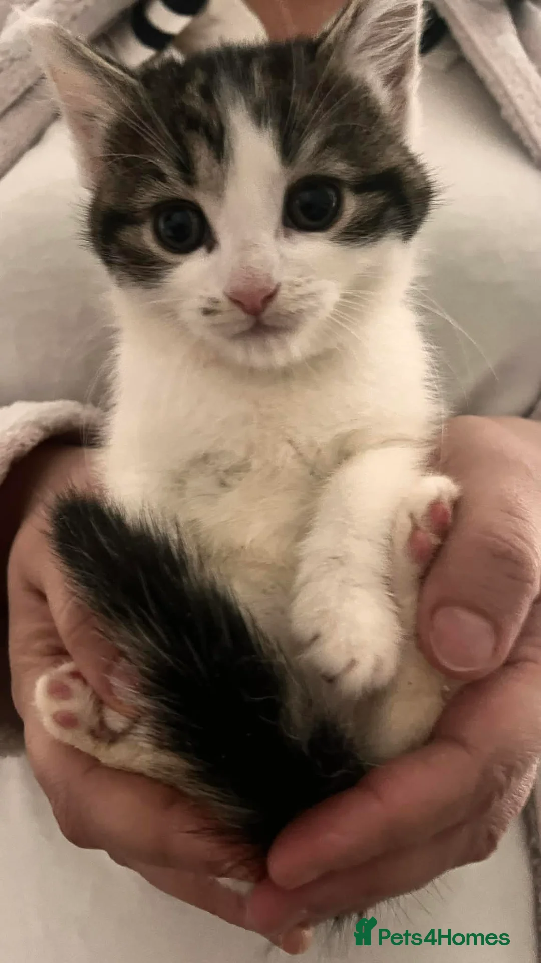 Mixed Breed cats for sale: Female kitten available now London Edmonton  in London - Advert 2