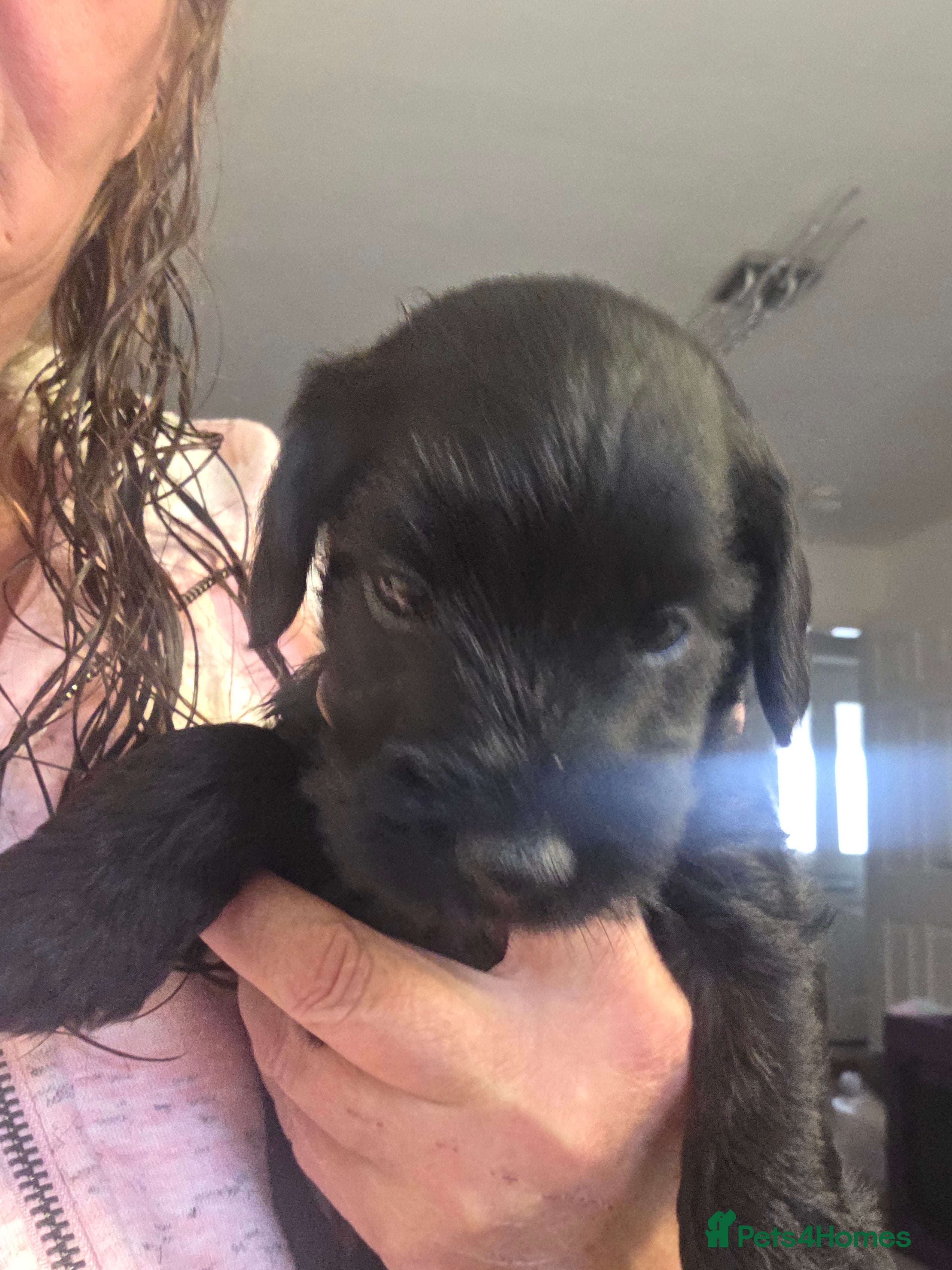 Mixed Breed dogs Beautiful Schnockapoo Puppies Seeking Loving Homes - Advert 1