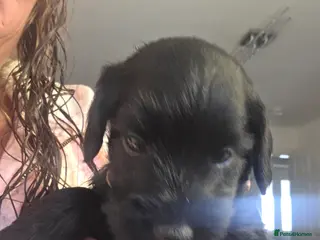 Mixed Breed dogs Beautiful Schnockapoo Puppies Seeking Loving Homes - Advert 1