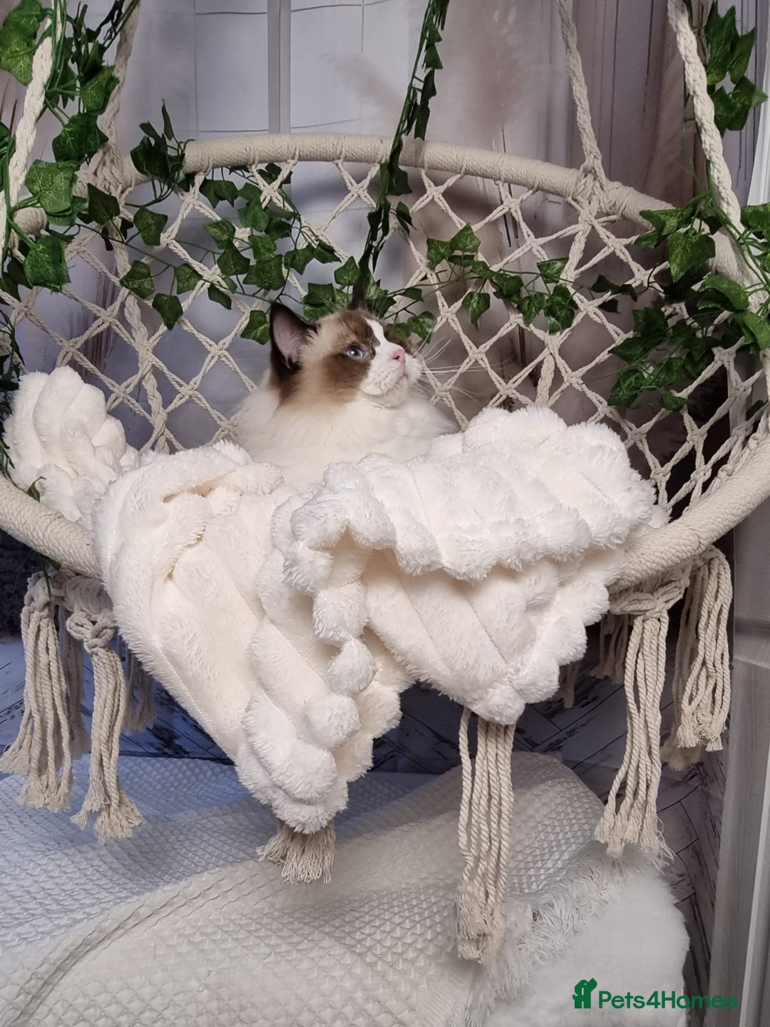 Ragdoll cats for sale: Exceptional Tica Registered Ragdoll Kittens - Advert 9