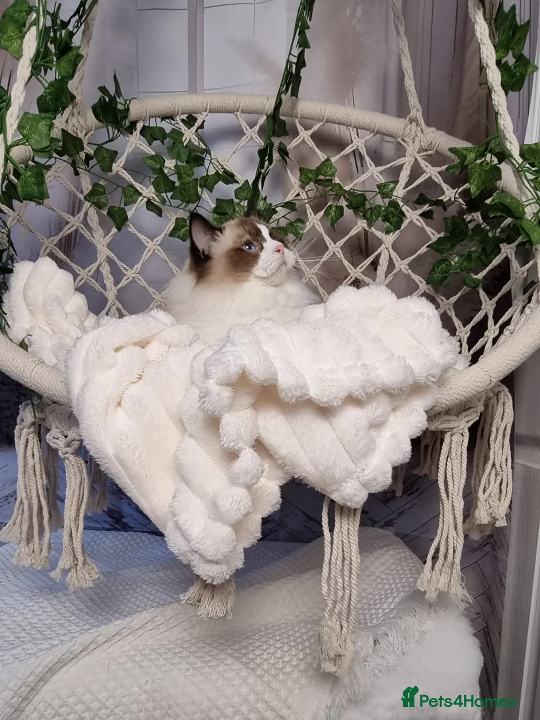 Ragdoll cats for sale: Exceptional Tica Registered Ragdoll Kittens - Advert 13