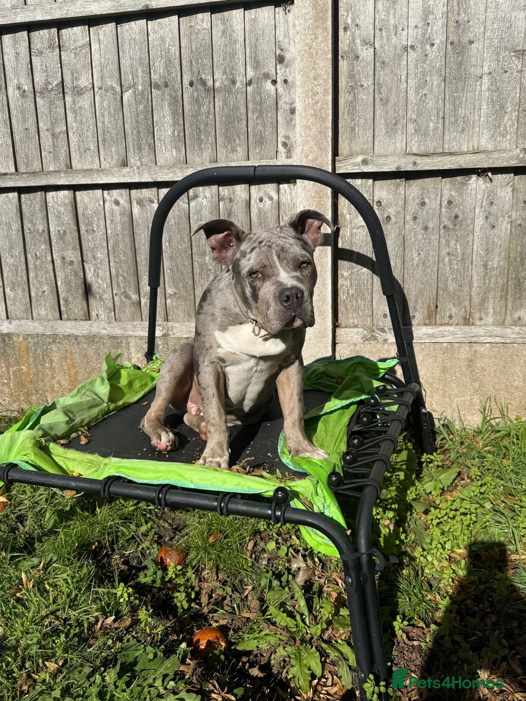 Mixed Breed dogs for sale: Merle staffrench boy 6 month old  in Wolverhampton - Advert 10