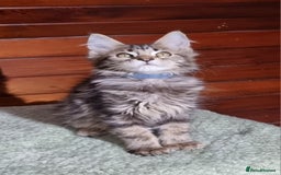 Maine Coon cats for sale: GCCF Pedigree Maine Coon Kittens for sale  - Image 18