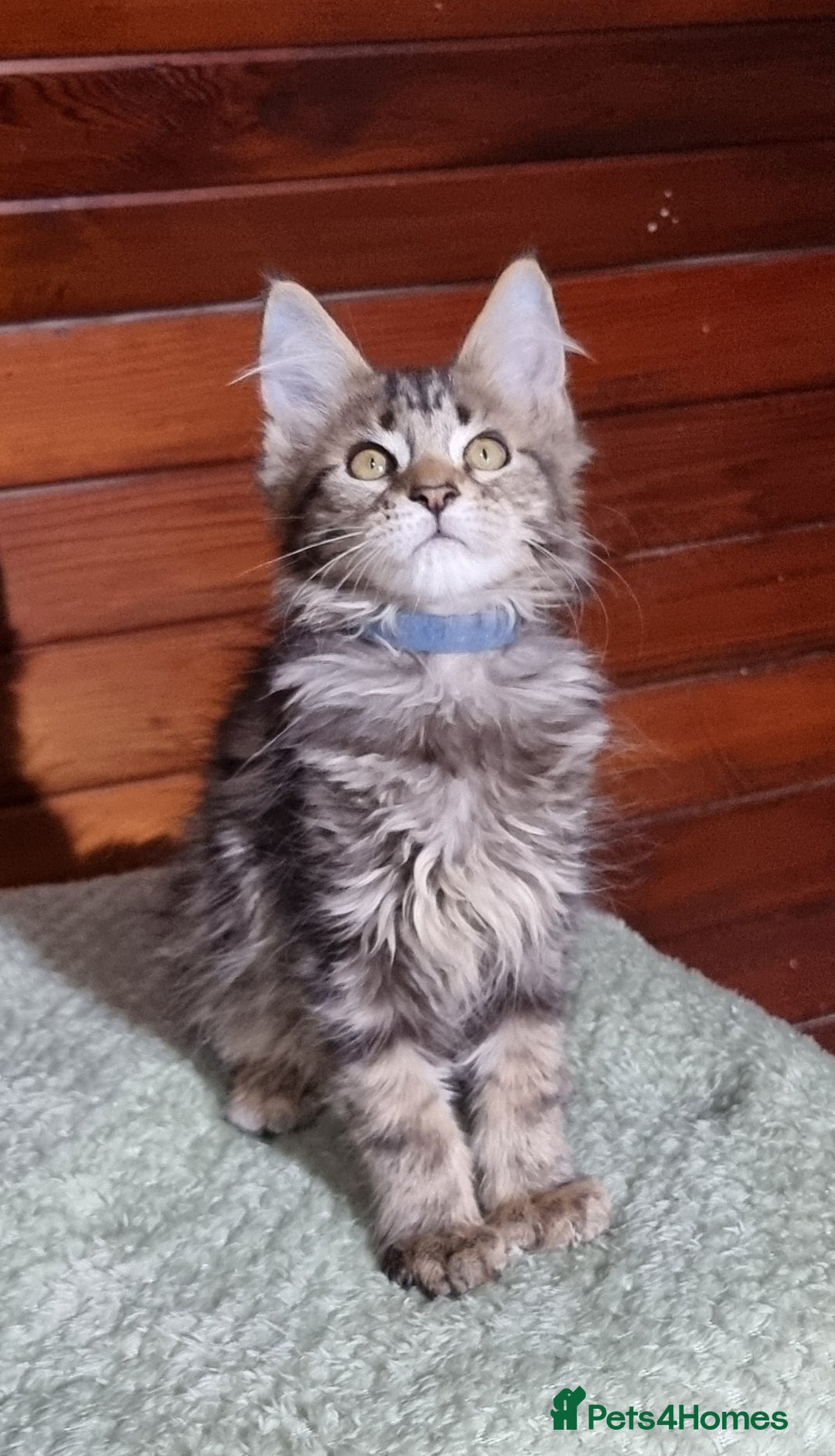 Maine Coon cats for sale: GCCF Pedigree Maine Coon Kittens for sale  - Image 18