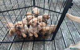Labrador Retriever dogs for sale: Fox Red / yellow Labrador puppies for sale - Image 2
