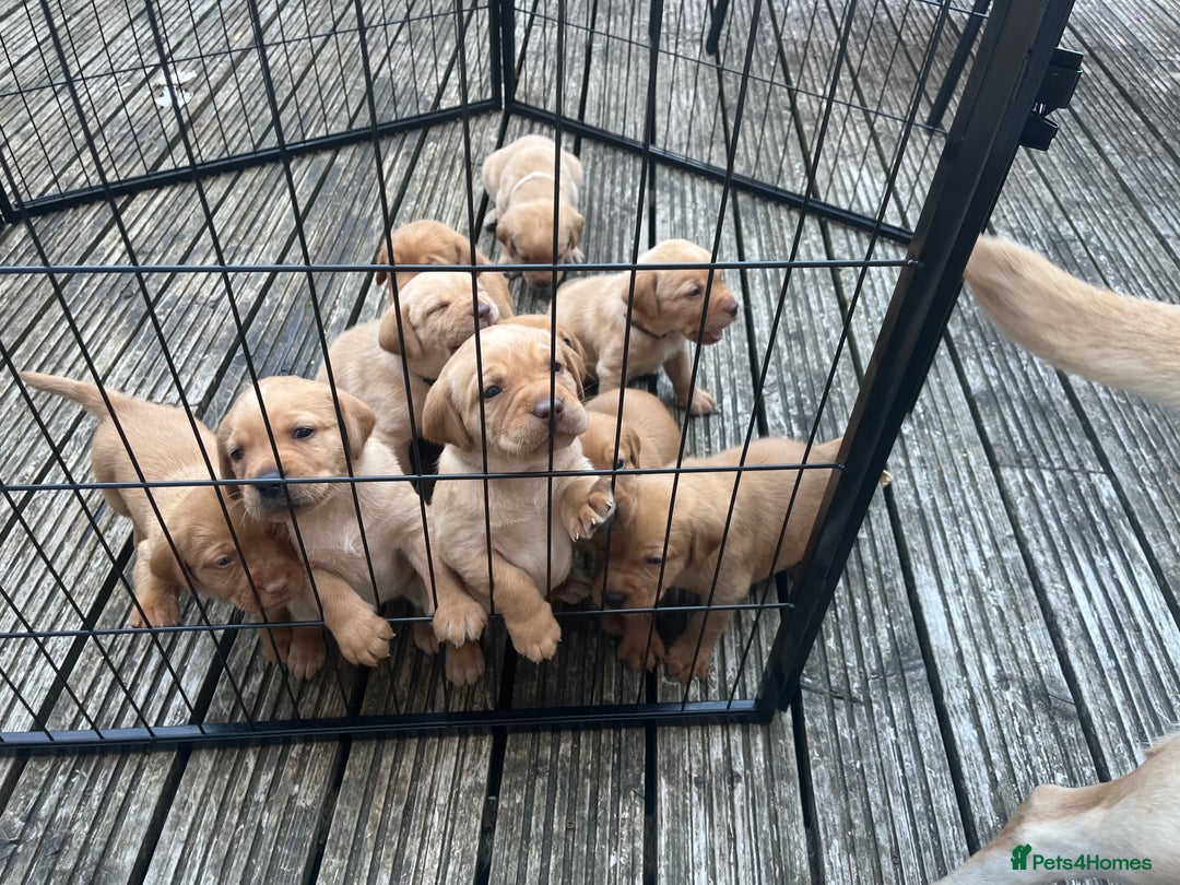 Labrador Retriever dogs for sale: Fox Red / yellow Labrador puppies for sale - Image 2