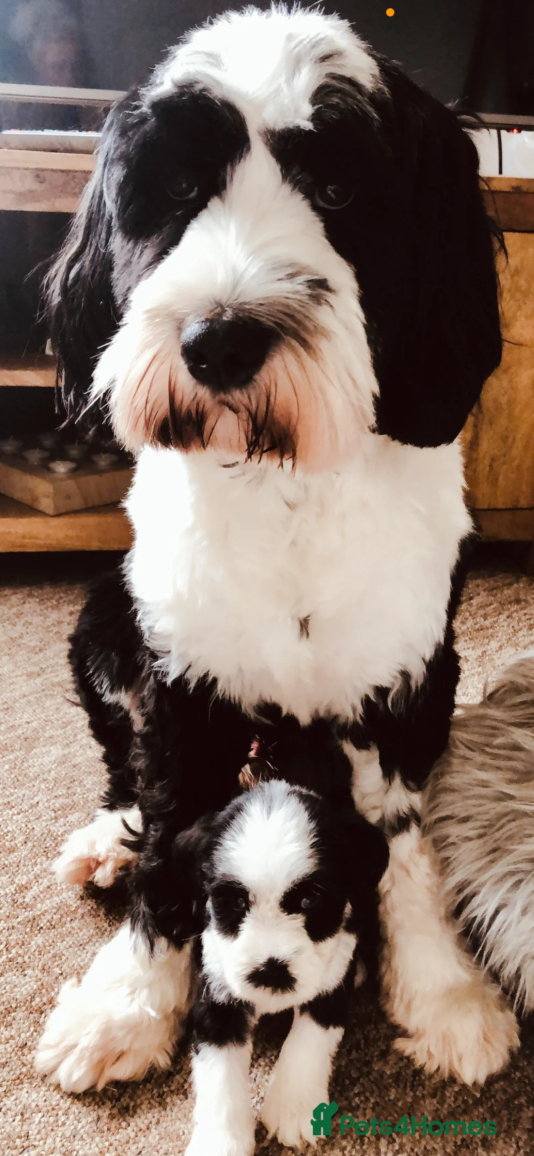 Tibetan Terrier dogs for stud: Araki Fabulous Fergus Extensive Health Tests  - Advert 17