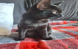 Mixed Breed cats for sale:  Betty & Winter Looking for Their Forever Home  - Image 5