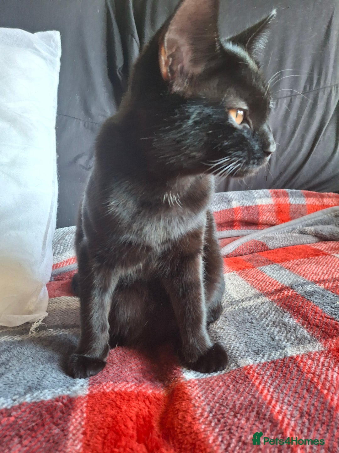 Mixed Breed cats for sale:  Betty & Winter Looking for Their Forever Home  - Image 5