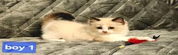 Ragdoll cats for sale: Stunning Ragdoll kittens 😸  - Advert 5
