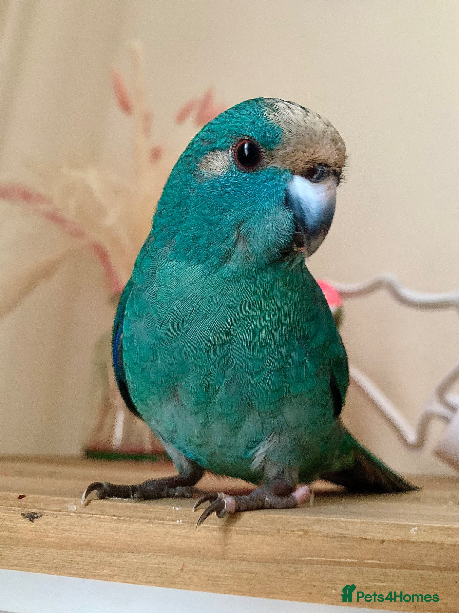 Parakeets birds Hand Reared Baby Kakarikis  - Advert 2