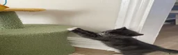 Mixed Breed cats for sale: Grey boy and girl ready for their forever homes - Advert 4