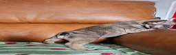 French Bulldog dogs for sale: KC REG FRENCH BULLDOG PUPS - Advert 9