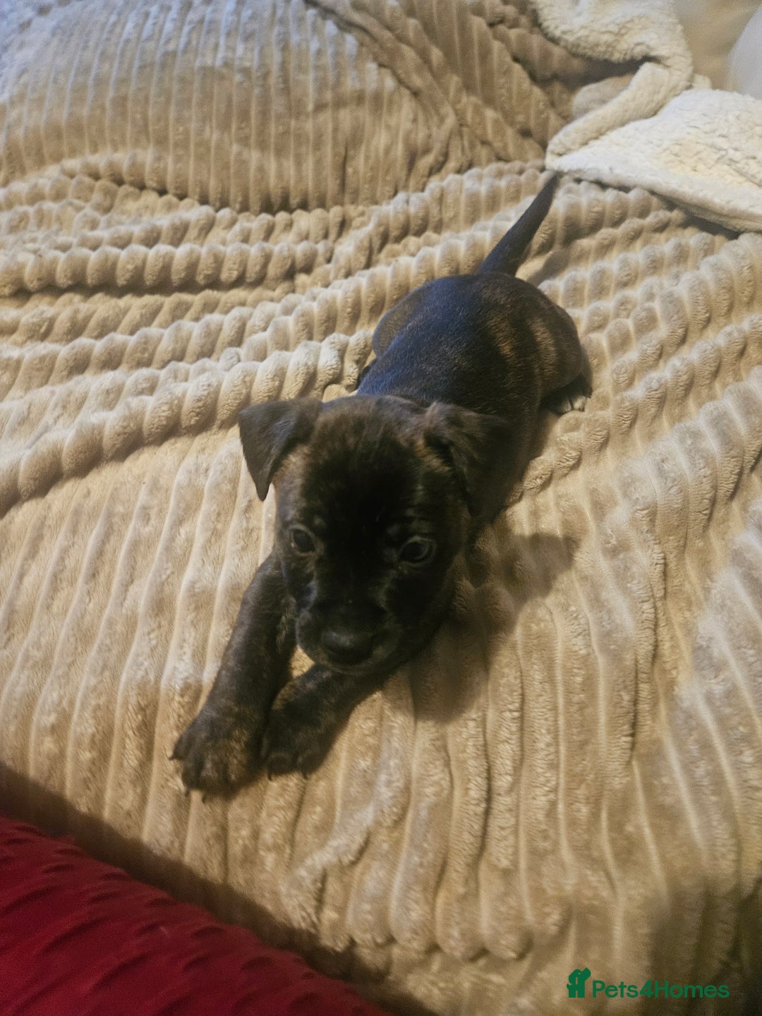 Mixed Breed dogs for sale: Staffy cross jacksui - Advert 6