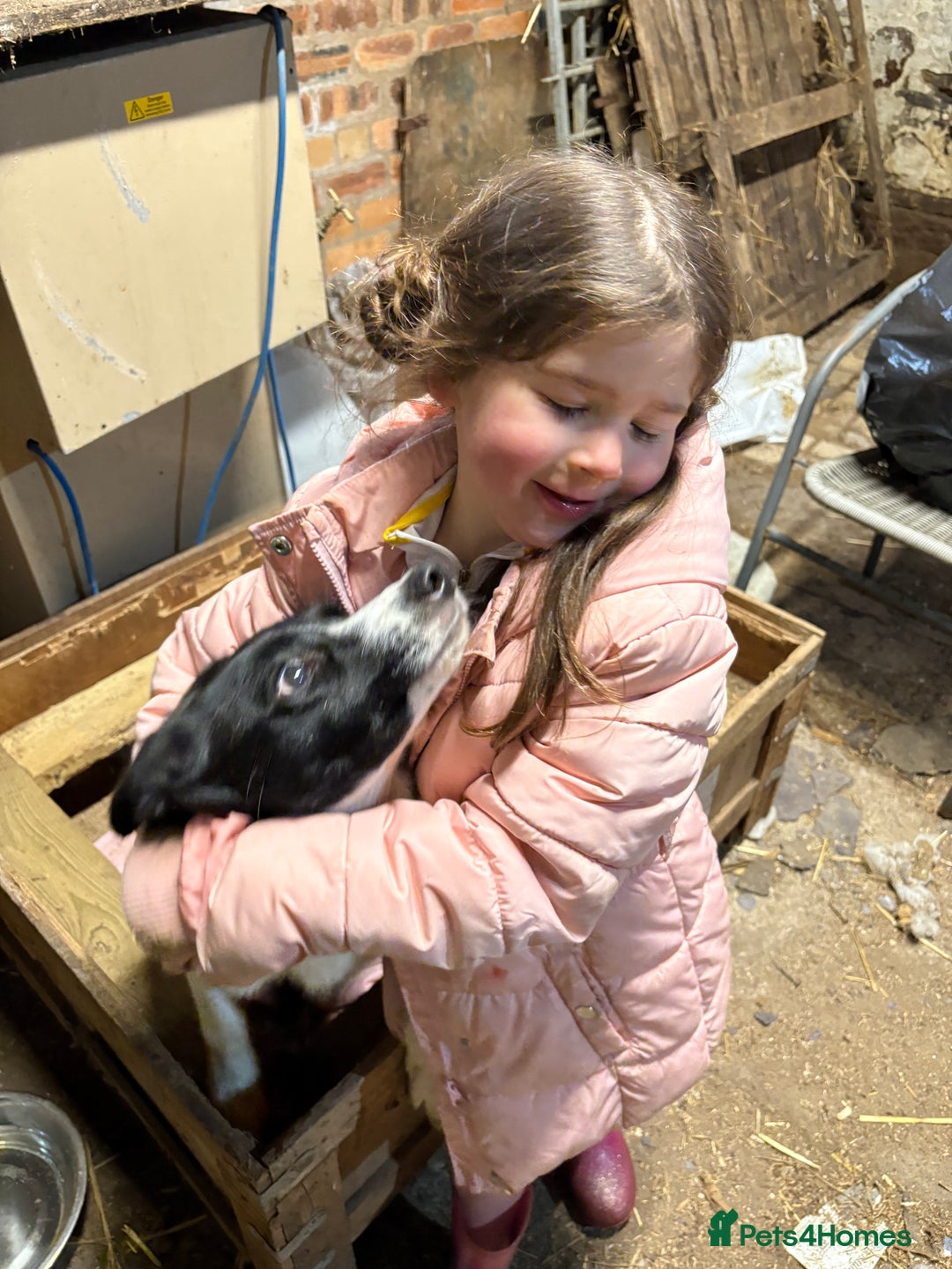 Border Collie dogs for sale: Border collie puppies - Advert 3