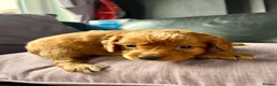 Cavapoo dogs for sale: stunning Cavapoo puppies up for sale  in Egremont - Advert 27