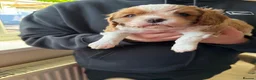 Cavalier King Charles Spaniel dogs for sale: Cavalier King Charles Spaniel boy - Advert 19