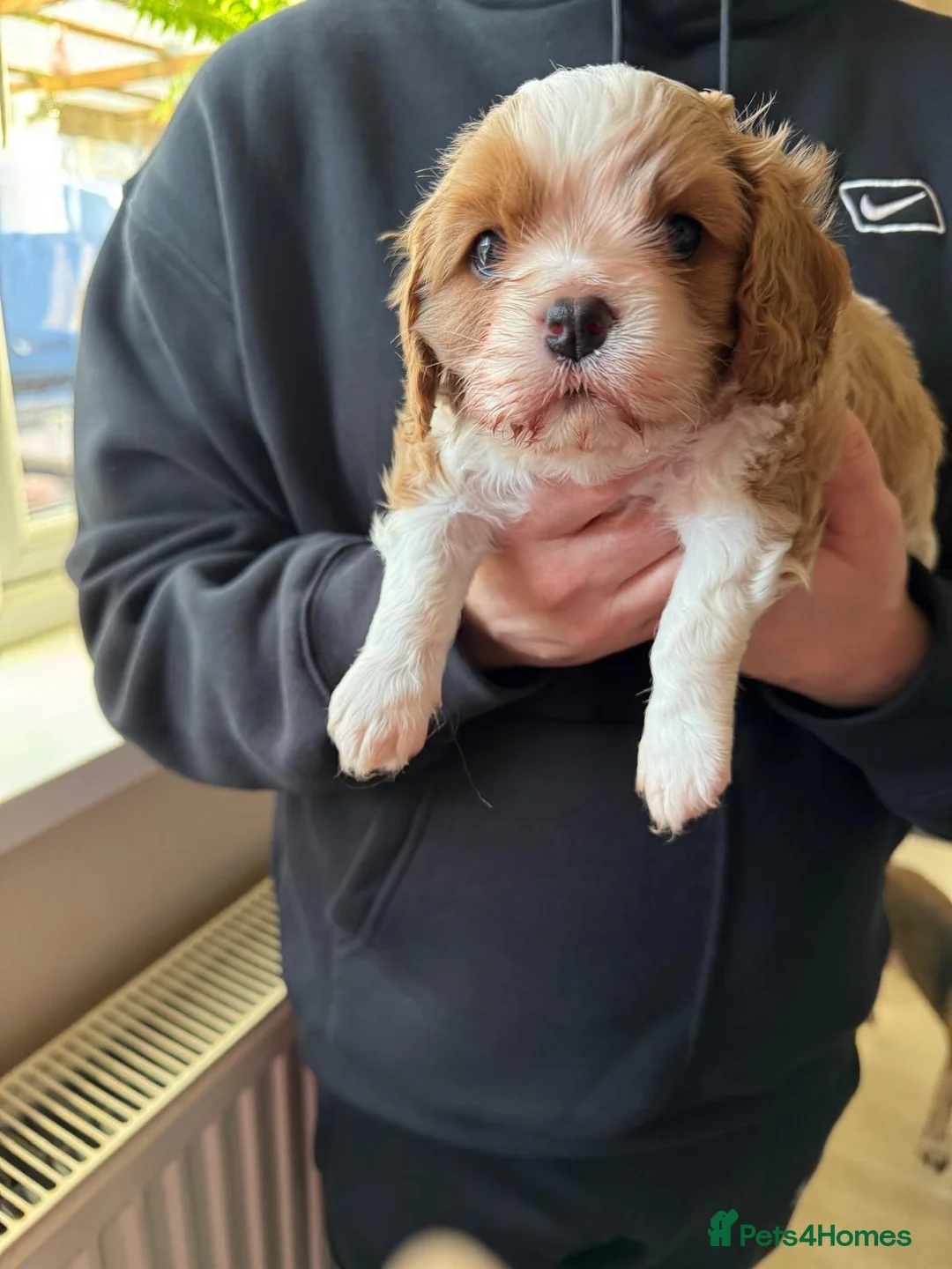 Cavalier King Charles Spaniel dogs for sale: Cavalier King Charles Spaniel boy - Advert 19