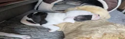 American Bulldog dogs for sale: American bulldog puppies - Advert 23