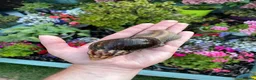 Snails invertebrates for sale: Giant African Snails for sale! - Advert 5