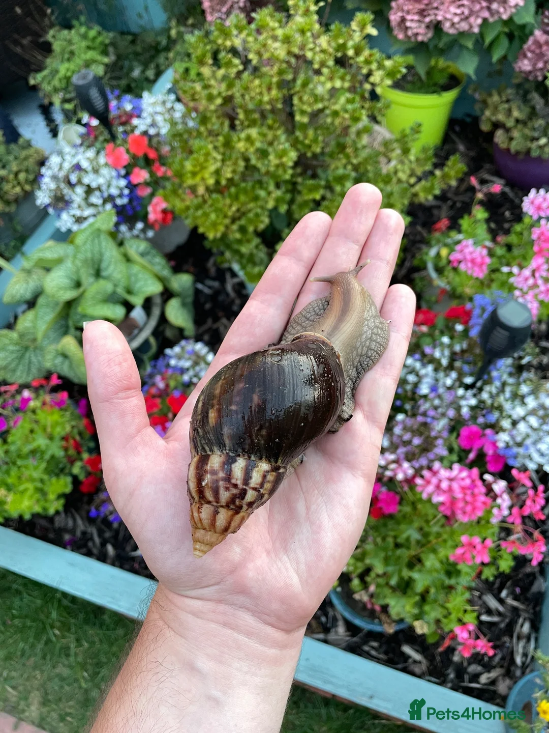 Snails invertebrates for sale: Giant African Snails for sale! - Advert 5