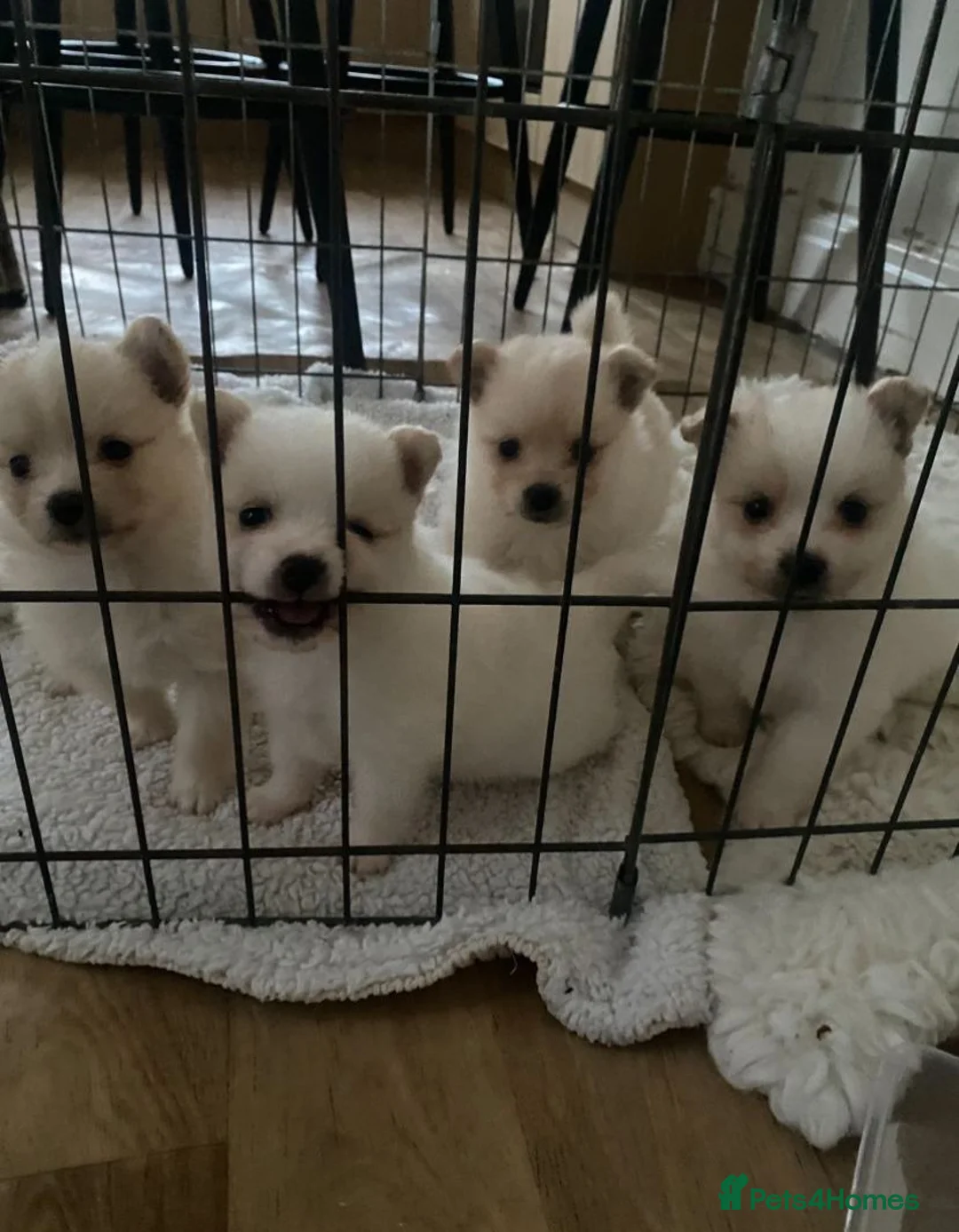 Pomeranian dogs for sale: 4 beautiful Pomeranian puppies for sale 1200 - Advert 2