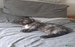 Mixed Breed dogs for stud: Dachshund x Shih Tzu for stud - Image 6