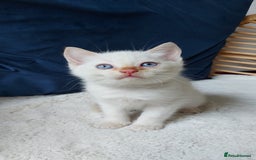 Siamese cats for sale: Ready to Leave Flame Point Siamese Kittens - Image 13