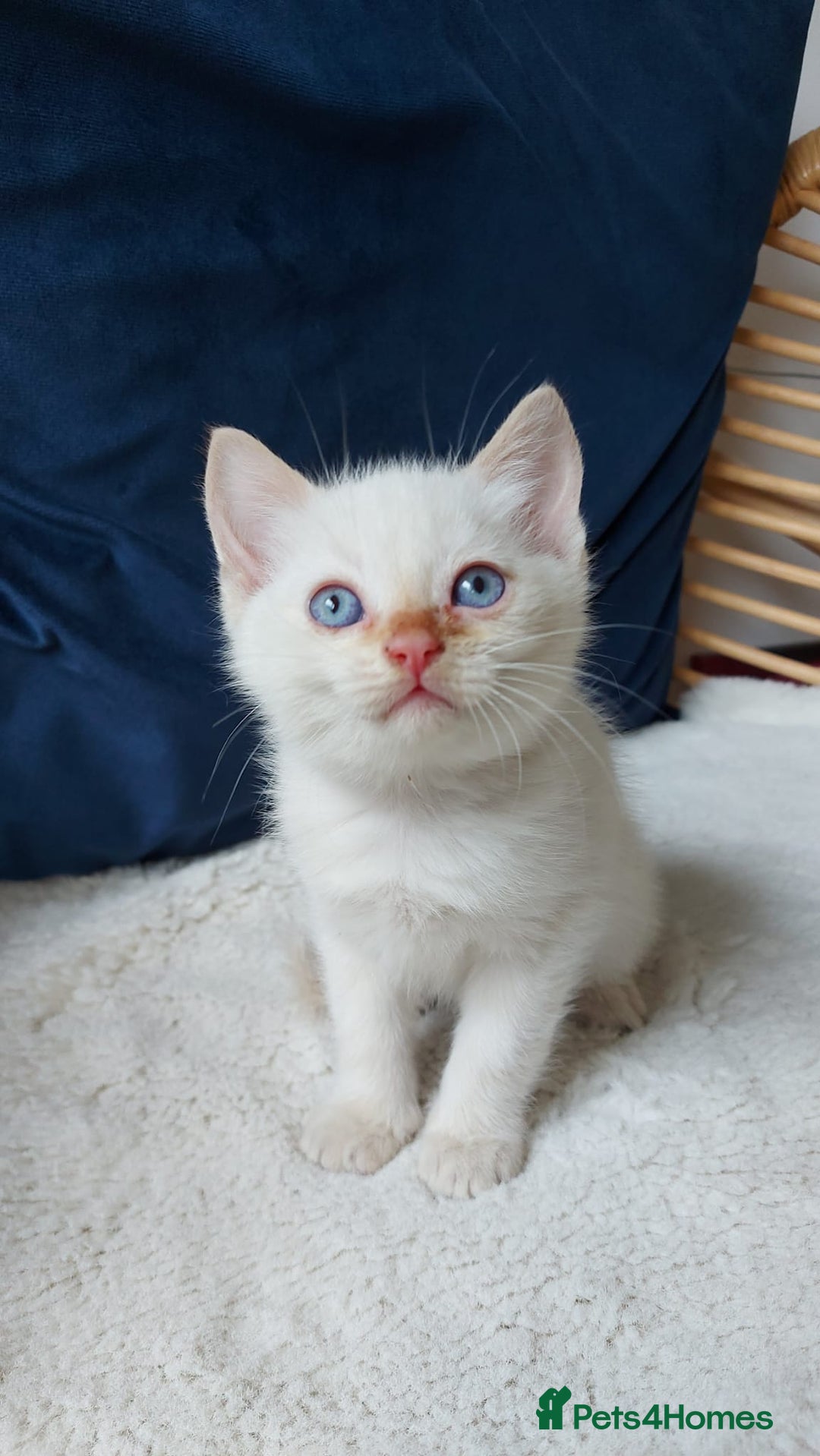 Siamese cats for sale: Ready to Leave Flame Point Siamese Kittens - Image 13