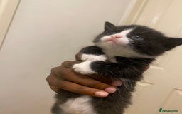 Bombay cats for sale: 3 kittens for sale.Price negotiable  - Image 6